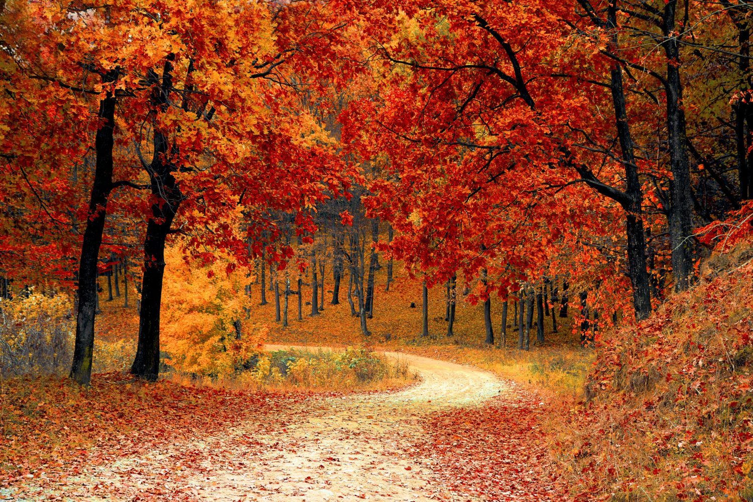 Litchfield Hills, CT, Fall, Foliage, Winvian Farm, Autumn, NYC Getaway, Resort