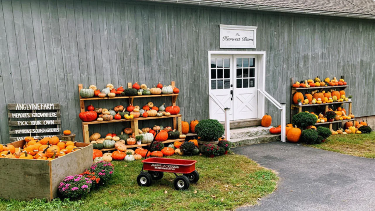 Angevine Farm