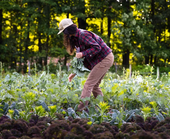 A person harvesting leafy greens in a vegetable garden.
