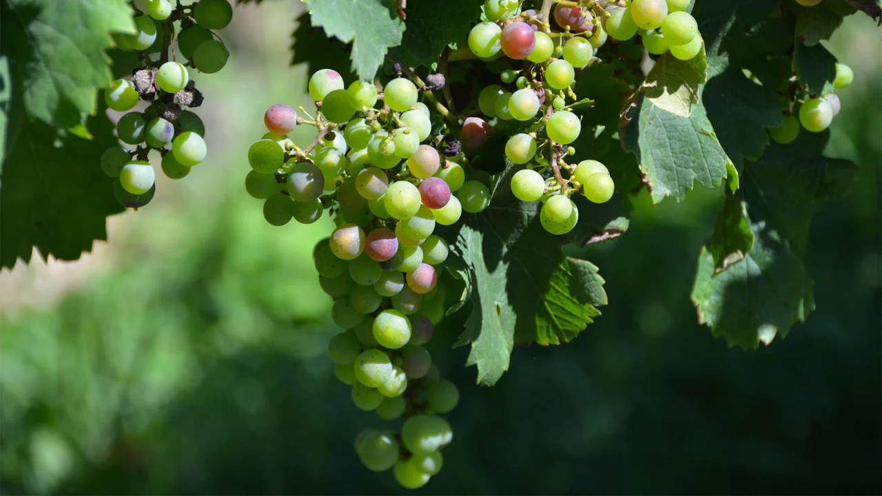 market street uncorked at hopkins vineyard