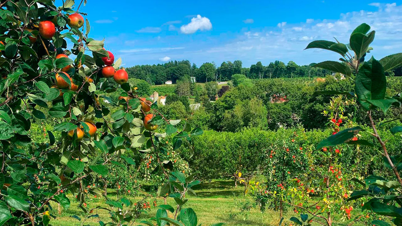 Pick Your Own at March Farms