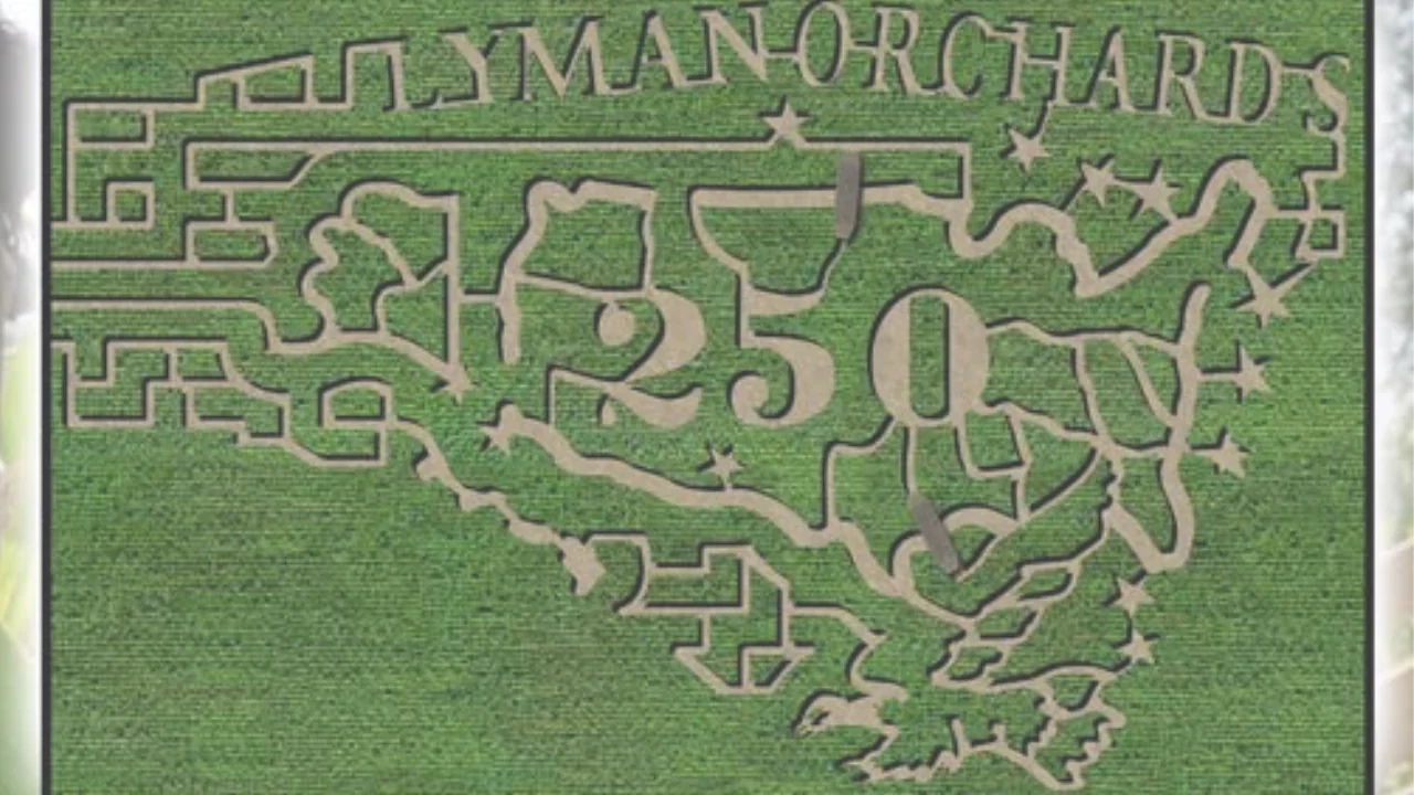 annual corn maze at lyman orchards