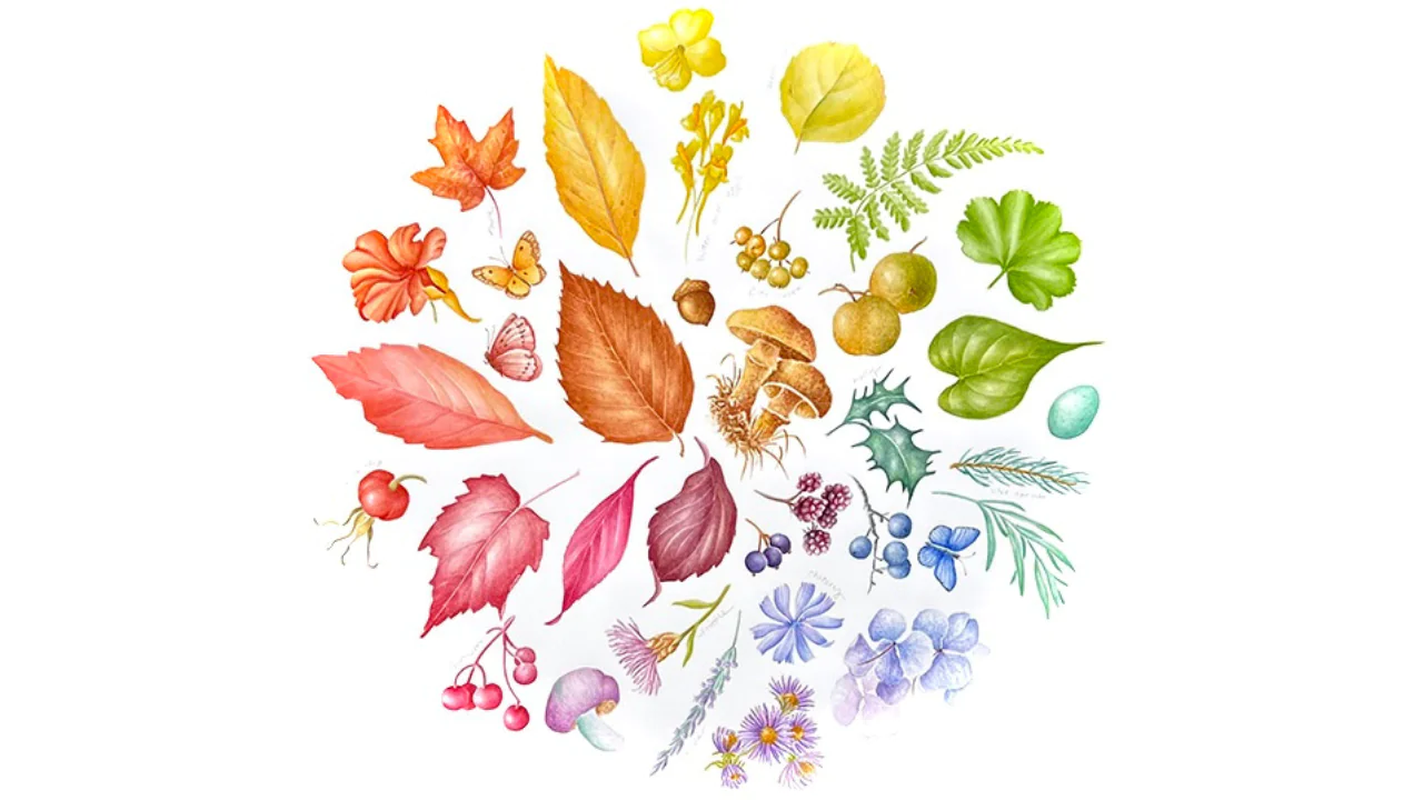 A watercolor circle of assorted leaves, flowers, mushrooms, berries, and insects in various colors on a white background.